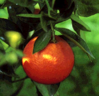 Naranja